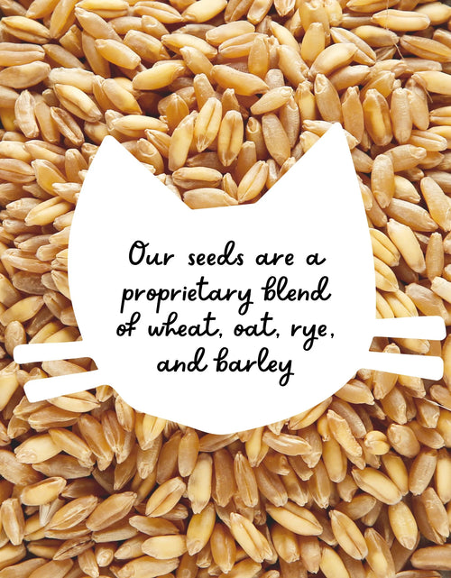 Load image into Gallery viewer, Organic Cat Grass Kit with Black Cat Ceramic Planter, Easy Indoor Planting Gift Set
