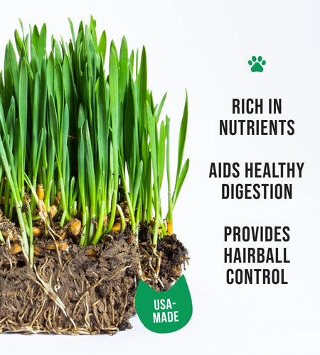 Organic Cat Grass Kit with Black Cat Ceramic Planter, Easy Indoor Planting Gift Set