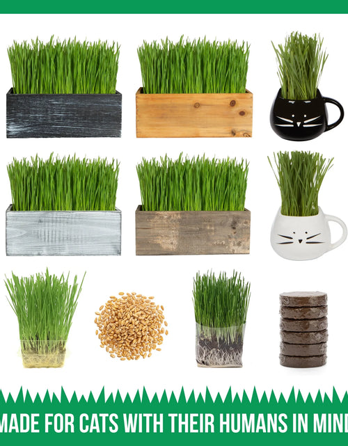 Load image into Gallery viewer, Organic Cat Grass Kit with Black Cat Ceramic Planter, Easy Indoor Planting Gift Set
