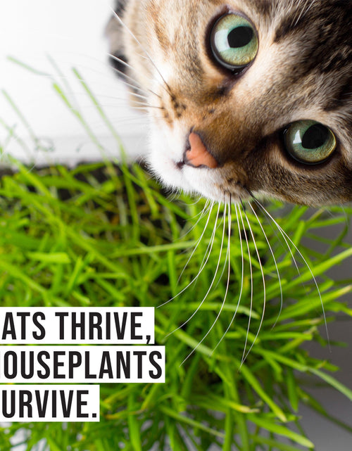 Load image into Gallery viewer, Organic Cat Grass Kit with Black Cat Ceramic Planter, Easy Indoor Planting Gift Set
