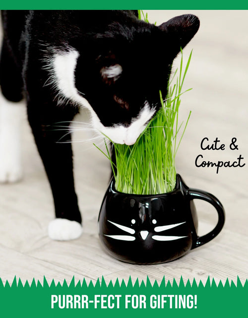 Load image into Gallery viewer, Organic Cat Grass Kit with Black Cat Ceramic Planter, Easy Indoor Planting Gift Set
