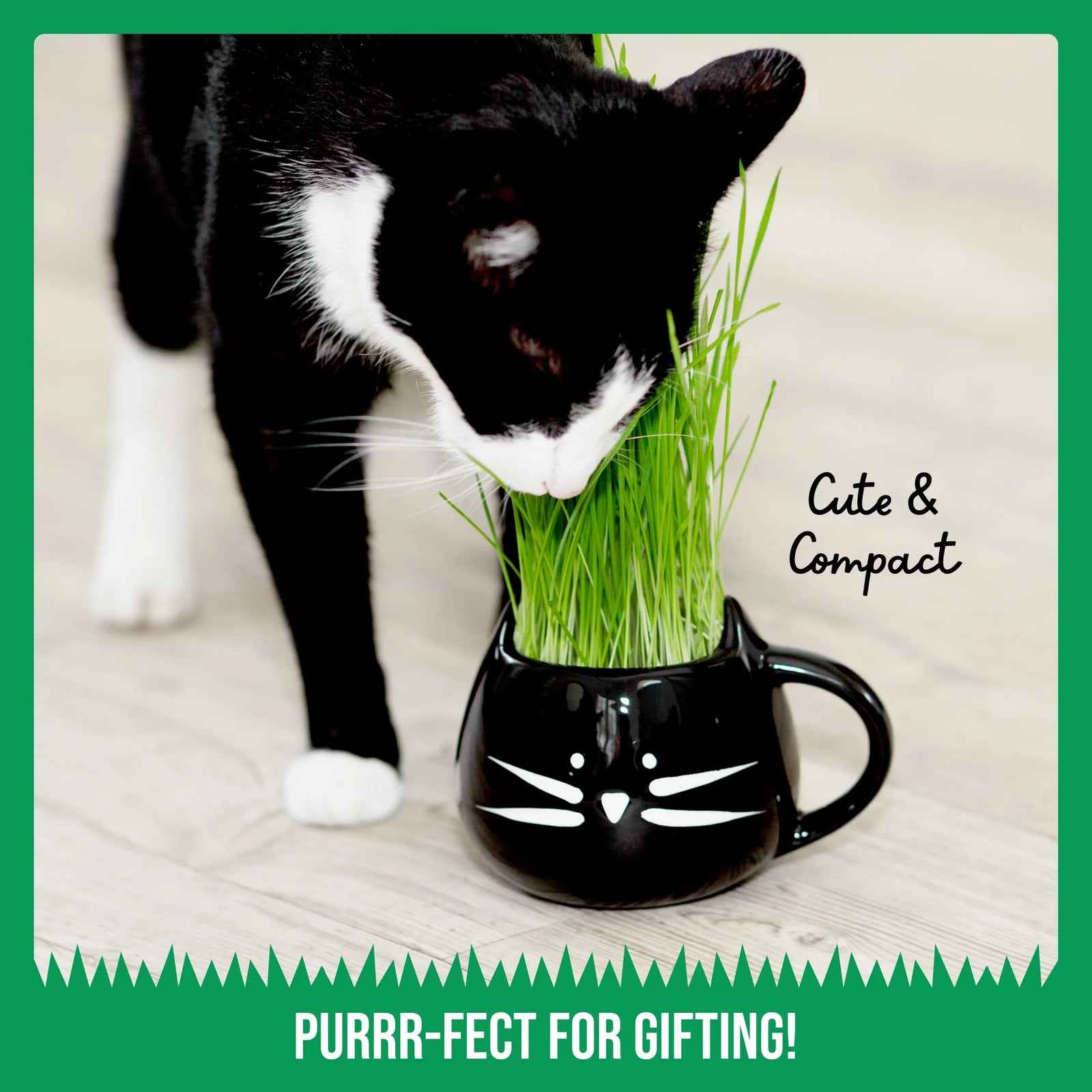 Organic Cat Grass Kit with Black Cat Ceramic Planter, Easy Indoor Planting Gift Set