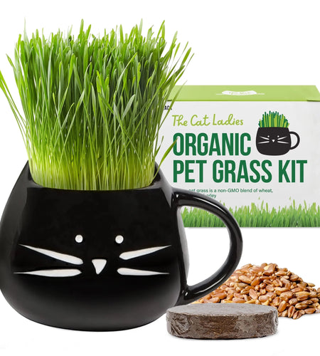 Organic Cat Grass Kit with Black Cat Ceramic Planter, Easy Indoor Planting Gift Set