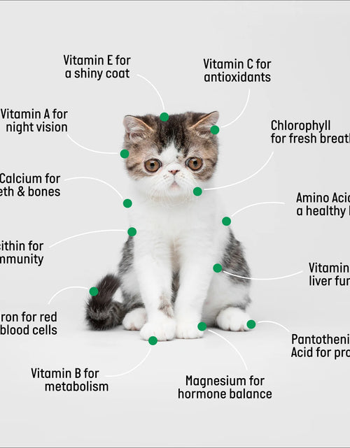 Load image into Gallery viewer, Organic Cat Grass Kit with Black Cat Ceramic Planter, Easy Indoor Planting Gift Set
